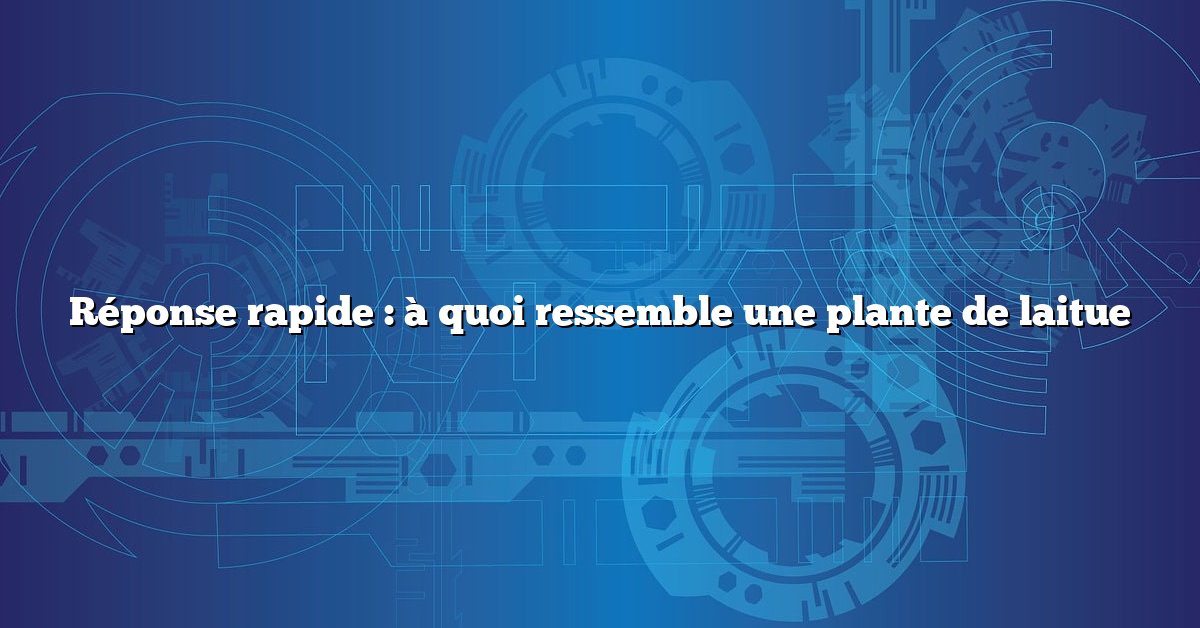 Réponse rapide : à quoi ressemble une plante de laitue